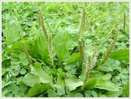 高品質のオオバコ全草を使用