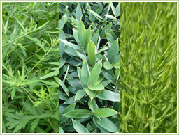 三種すべて国産の青汁原料を使用