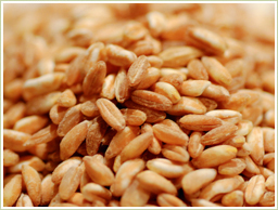 高品質の小麦胚芽を使用