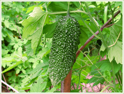 高品質・沖縄県産のゴーヤを使用