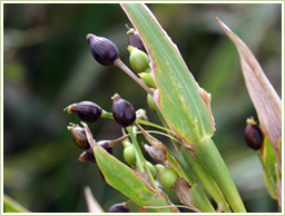 高品質の国産・発芽ハトムギを使用
