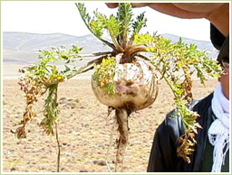 高品質のペルー産・マカを使用