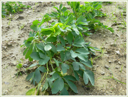 鹿児島県・喜界島産の長命草を使用