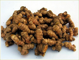 高品質の国産・春うこんを使用