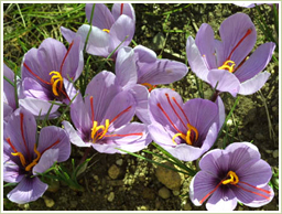 原料には高品質のサフランを使用