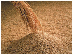 高品質！国産の玄米と種麹を使用